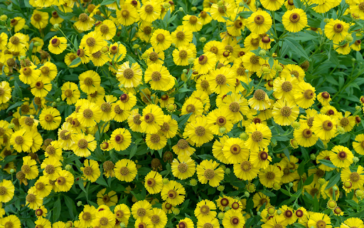 Coin gold flower screenshot 1