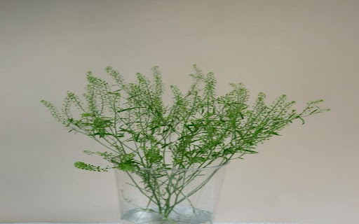 coin grass wallpaper screenshot 1