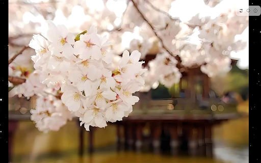 Collect Wallpaper screenshot 1