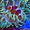 Colorful anemonefish swimming in big aquarium logo