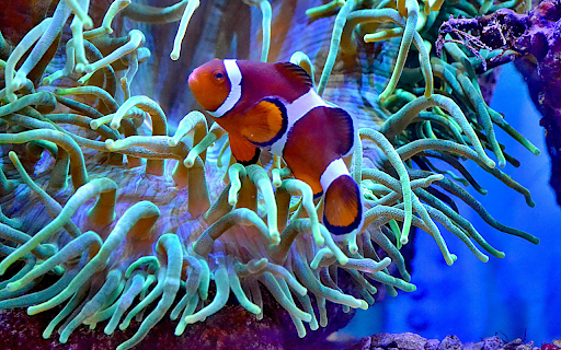 Colorful anemonefish swimming in big aquarium screenshot 1