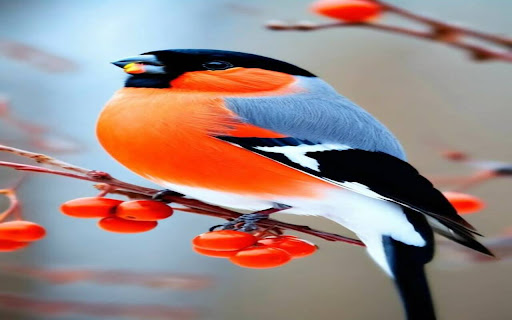 colorful bird wallpaper screenshot 1