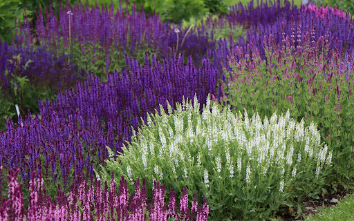 Colorful Flower Garden screenshot 1