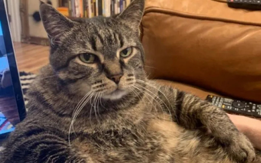 Cool-Faced Cat screenshot 1