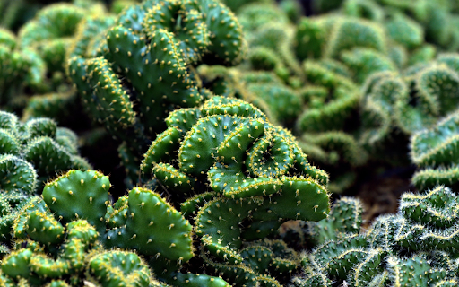 coral cactus screenshot 1