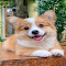 Corgi Dog Wallpaper logo