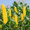 Corn plants Wallpaper logo