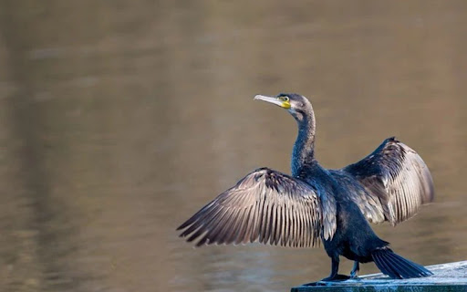 CORRUPTOR Theme screenshot 1