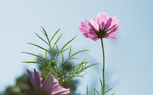 Cosmos Blossom screenshot 1