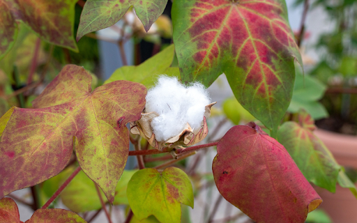 Cotton plant screenshot 1