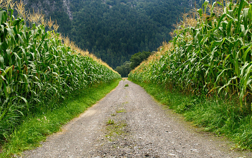 Countryside Cornfield Path screenshot 1