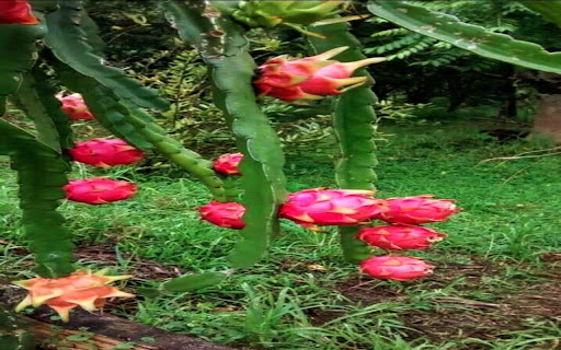 Countryside dragon fruit wallpaper screenshot 1
