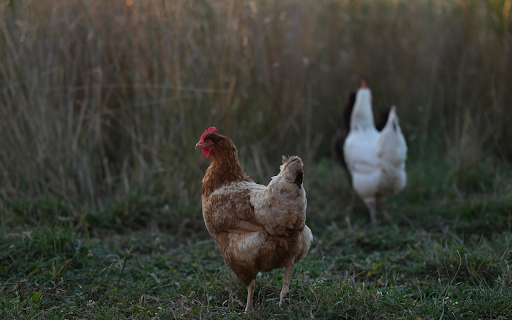 Countryside Hens screenshot 1