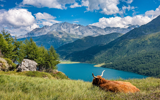 Cow sleeping on the shore of the lake screenshot 1