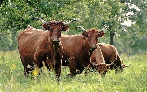 COW Theme screenshot 1