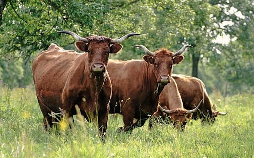 COW THEME screenshot 1