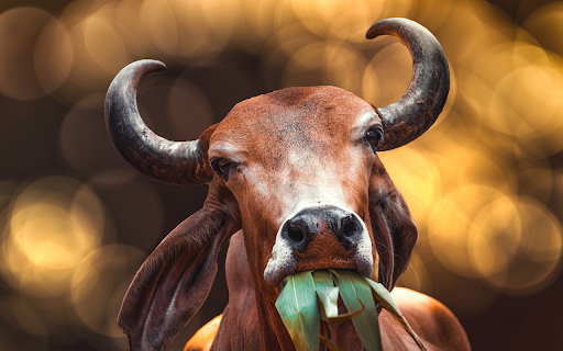 Cows and grass screenshot 1