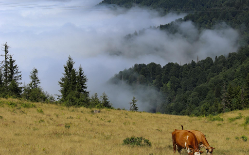 Cows and Valley screenshot 1
