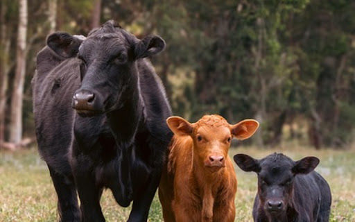 COWS THEME screenshot 1