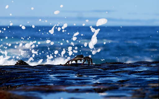 Crabs and sponges screenshot 1