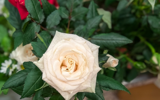 Cream colored roses screenshot 1