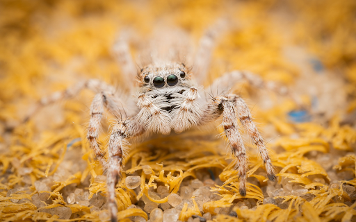 Cream hairy spider screenshot 1