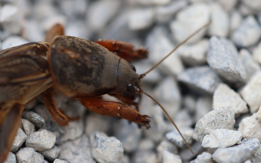 Cricket on the rock screenshot 1
