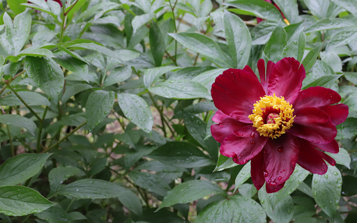 Crimson Flower screenshot 1