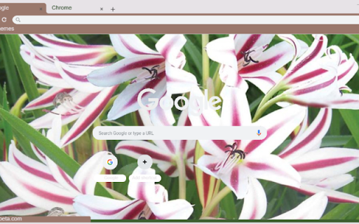 Crinum Lily screenshot 1