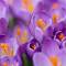 Crocuses purple flowers logo