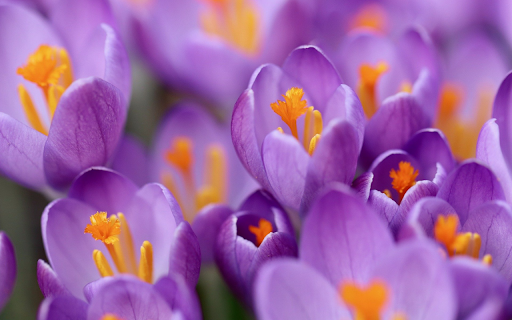 Crocuses purple flowers screenshot 1