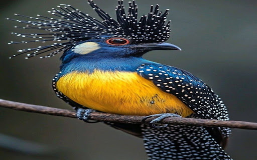 Crown Dove wallpaper screenshot 1