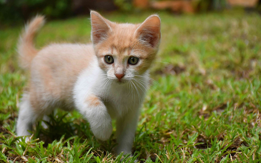 Curious Little Kitten screenshot 1