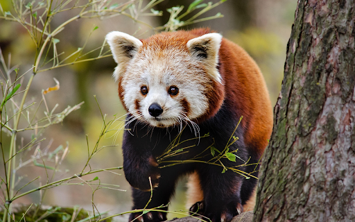 Curious Red Panda in the Forest screenshot 1
