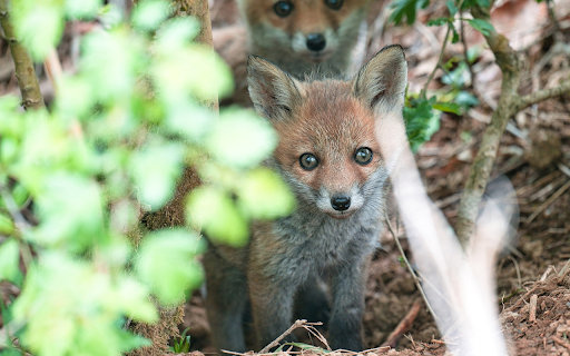 Cute Baby Fox screenshot 1
