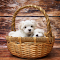 Cute basket logo