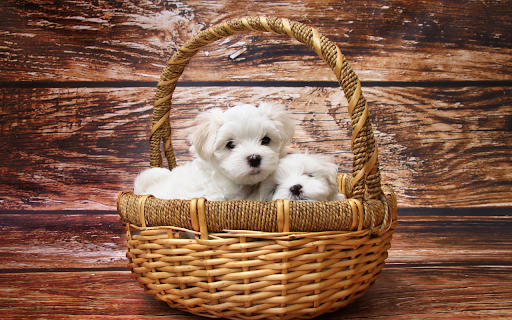 Cute basket screenshot 1