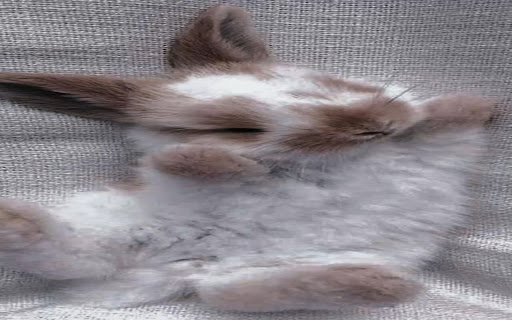 cute bunny wallpaper screenshot 1