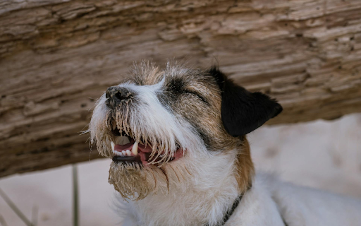 Cute Dog screenshot 1