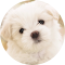 Cute Dogs & Puppies Wallpaper logo
