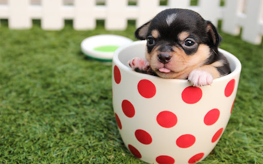 Cute Dogs & Puppies Wallpapers screenshot 1