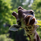 Cute giraffe is eating young leaves logo
