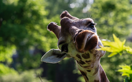 Cute giraffe is eating young leaves screenshot 1