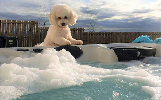 Cute landscape dog screenshot 1