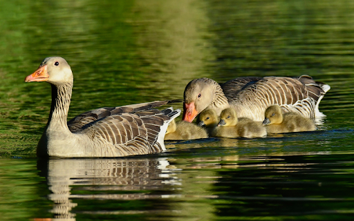 Cute little geese screenshot 1