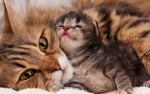 Cute Mother and Baby Cat screenshot 1