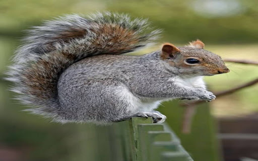 cute squirrel wallpaper screenshot 1