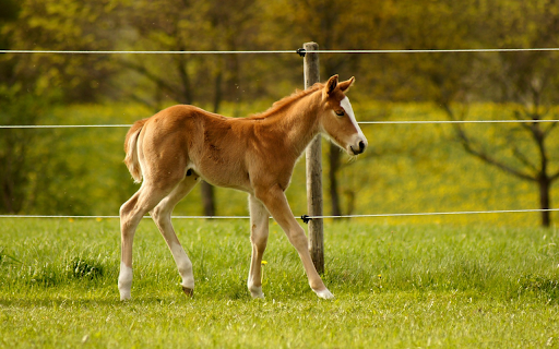 Cute Sweet Horse screenshot 1
