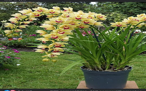 Cymbidium orchid wallpaper in bloom screenshot 1