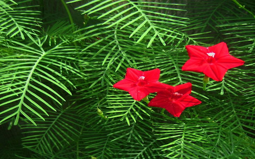 Cypress Flower Wallpaper screenshot 1